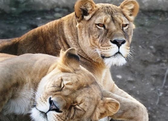 História košickej ZOO
