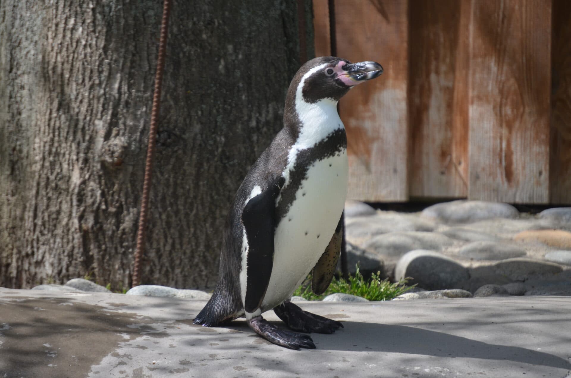 Košická ZOO predstavila nový prírastok. Je ním mláďa tučniaka