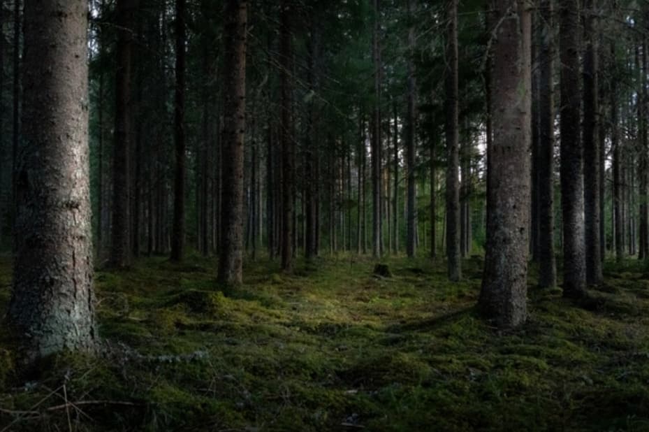 Slovenská lesnícka komora vyzýva poslancov, aby nepodporili zákon o ochrane prírody