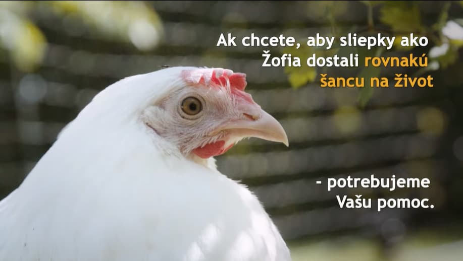 Humánny pokrok chce zakázať „lockdown“ sliepok, šťastný život sliepok ukazuje vo videu