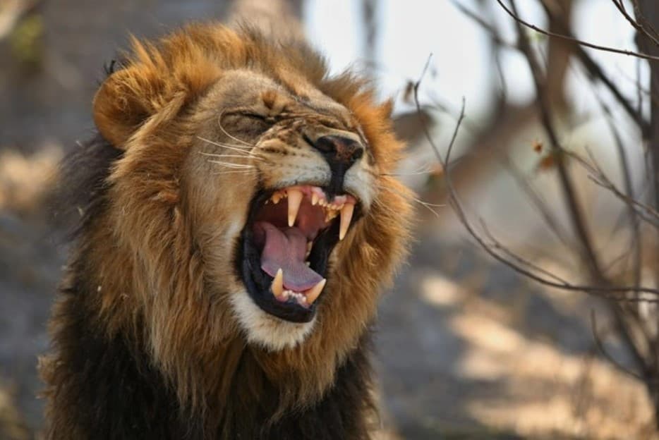 Nezvyčajný svadobný dar. V košickej zoo si môžete adoptovať leva i rybku