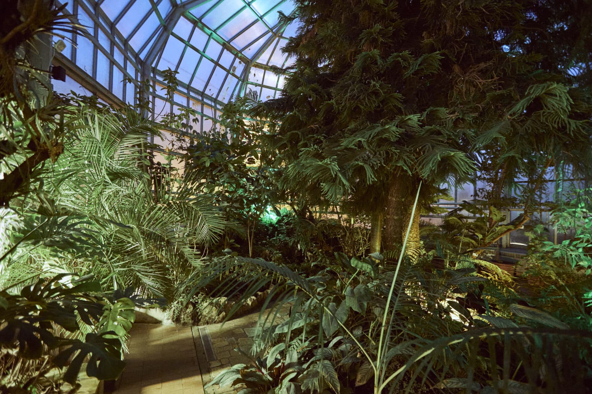 Botanická záhrada UPJŠ v Košiciach má novú audiovizuálnu atrakciu. Ožíva aj v noci (FOTO)