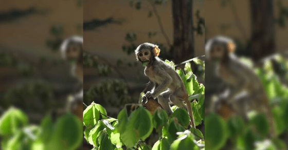 V košickej zoo prvýkrát prišlo na svet mláďa mačiaka husárskeho (FOTO)