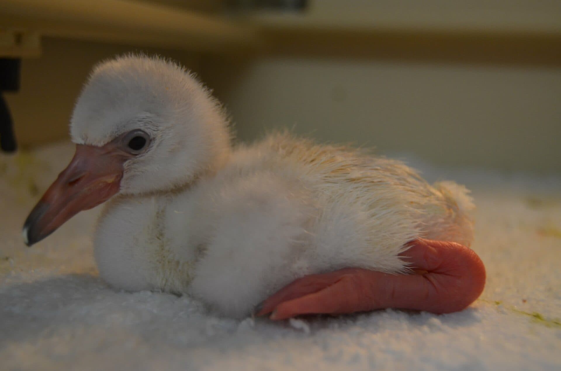 V košickej zoologickej záhrade pribudli dve mláďatá plameniakov (FOTO)