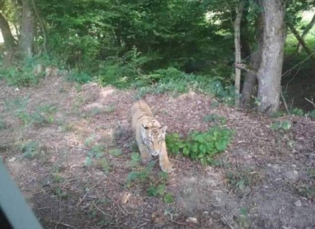 Skutočne sa nachádzal tiger na Slovensku? Aká je pravda?