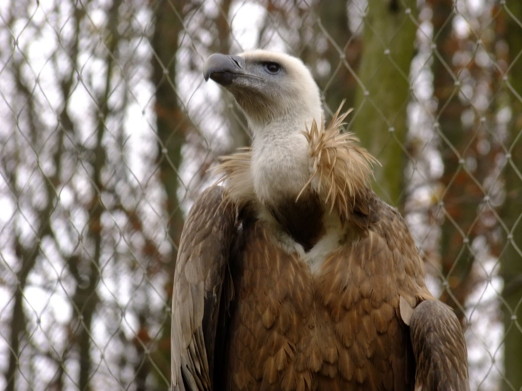 Košická ZOO postavila novú voliéru pre supy bielohlavé za takmer 290-tisíc eur