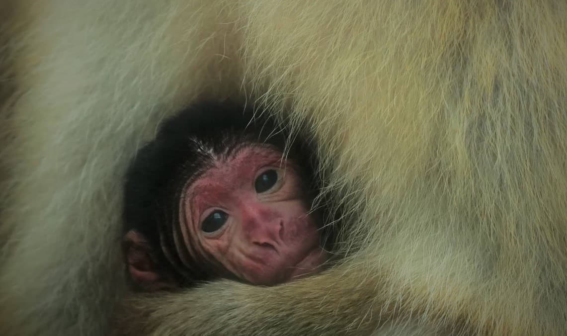 Nový člen opičej rodiny! ZOO Košice sa pochválila malým prírastkom