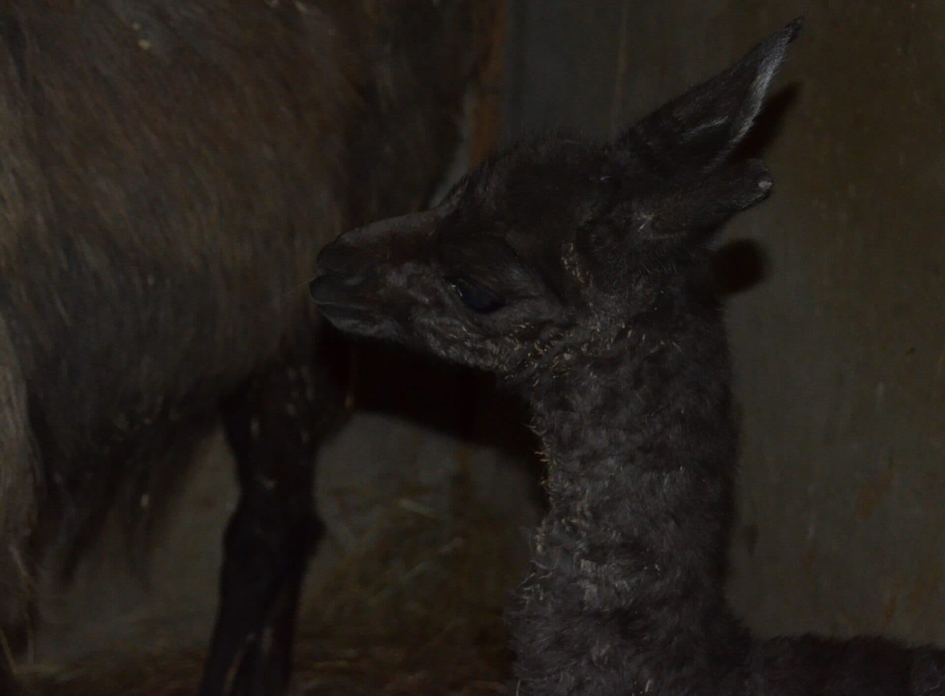 Košická ZOO oslavuje! Malá lama sa narodila na Nový rok