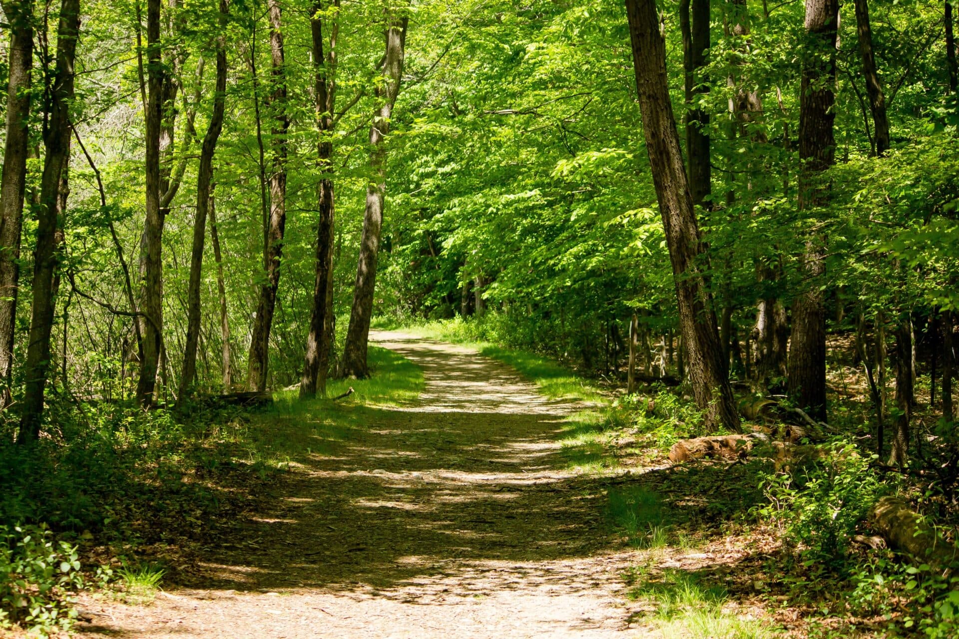 Protipožiarna lesná cesta má prispieť i k rozvoju turizmu