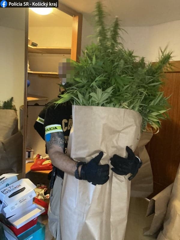 Rožňavské dvojičky v Košiciach pestovali v byte marihuanu (foto)