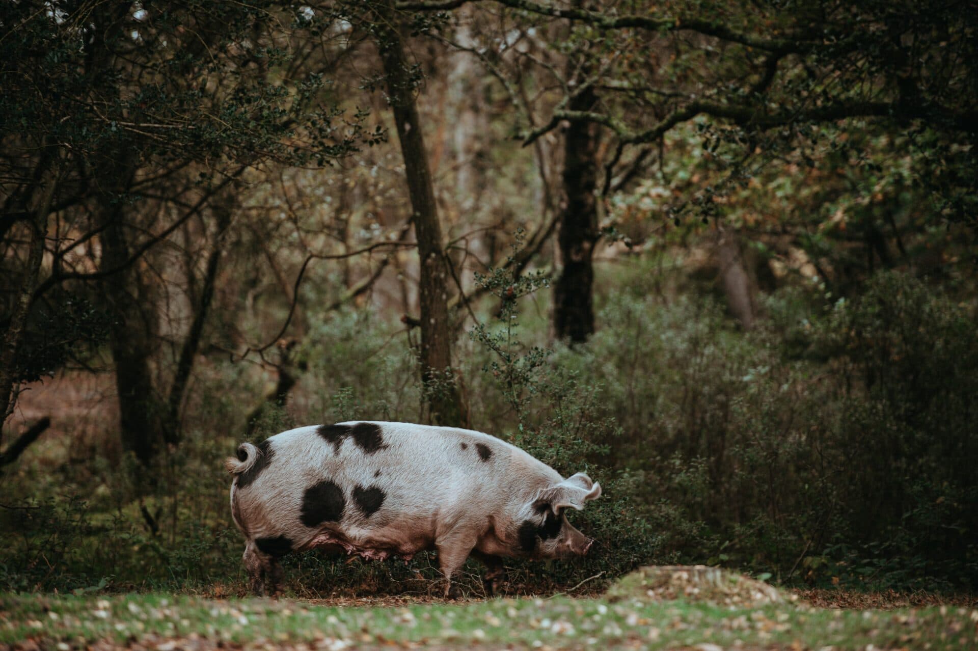 Do konca mája bolo pre africký mor ošípaných usmrtených takmer 54-tisíc jatočných ošípaných