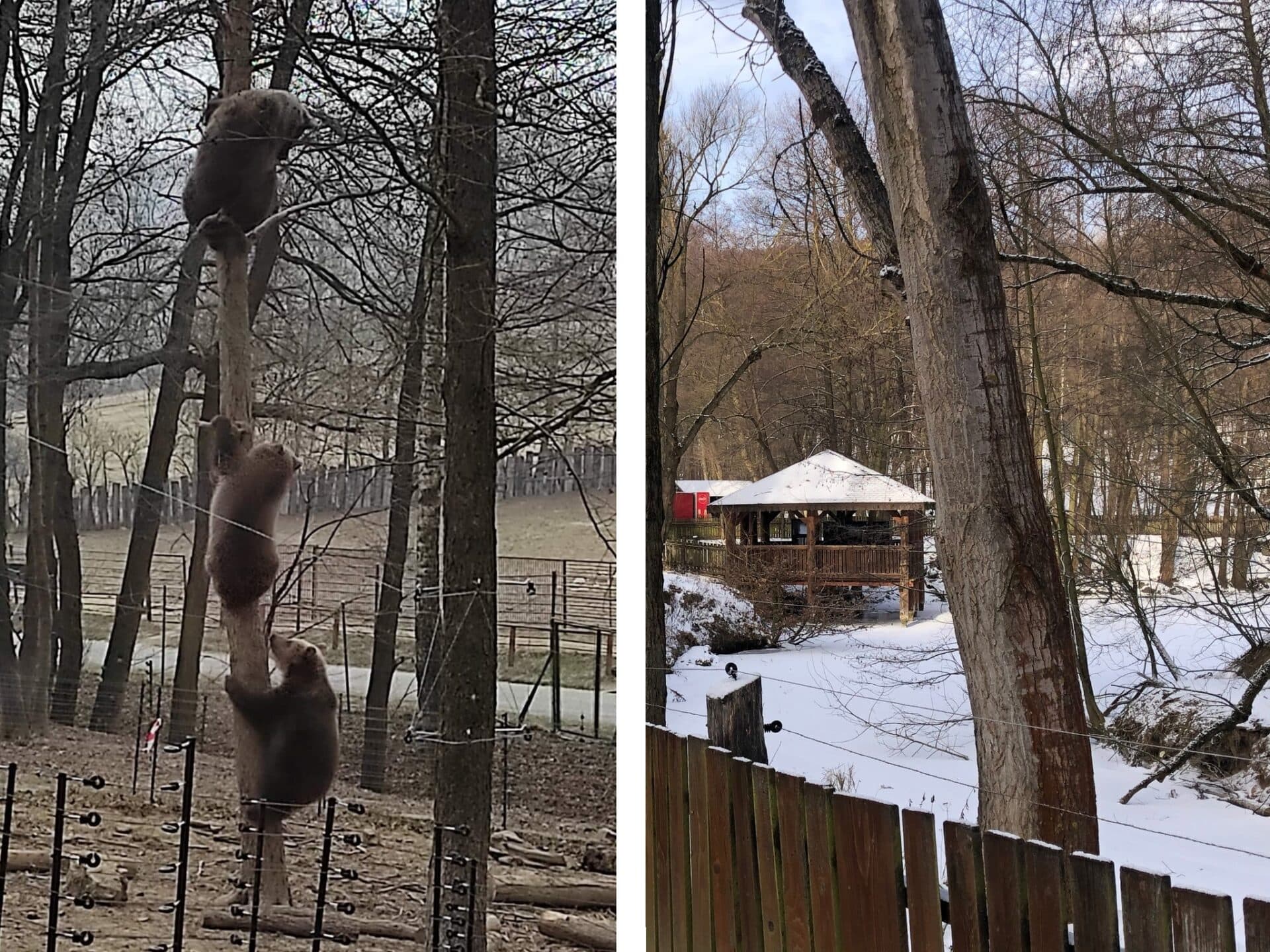 V košickej ZOO to žije aj počas zimy. TAKTO sa zabávajú malé medvieďatá!