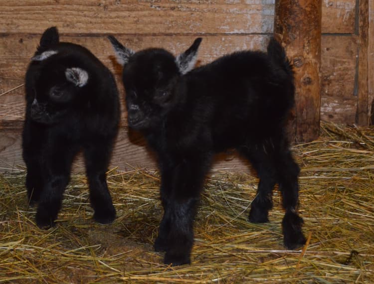Košická ZOO privítala nové prírastky! (FOTO)