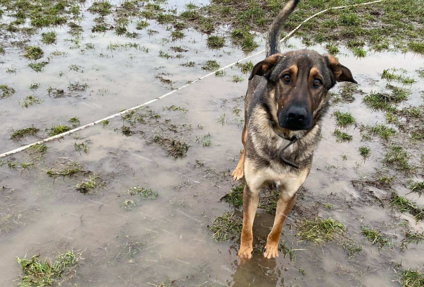 Situácia v zatopenom útulku UVP sa zlepšila. Pomáhať však môžete neustále (FOTO)