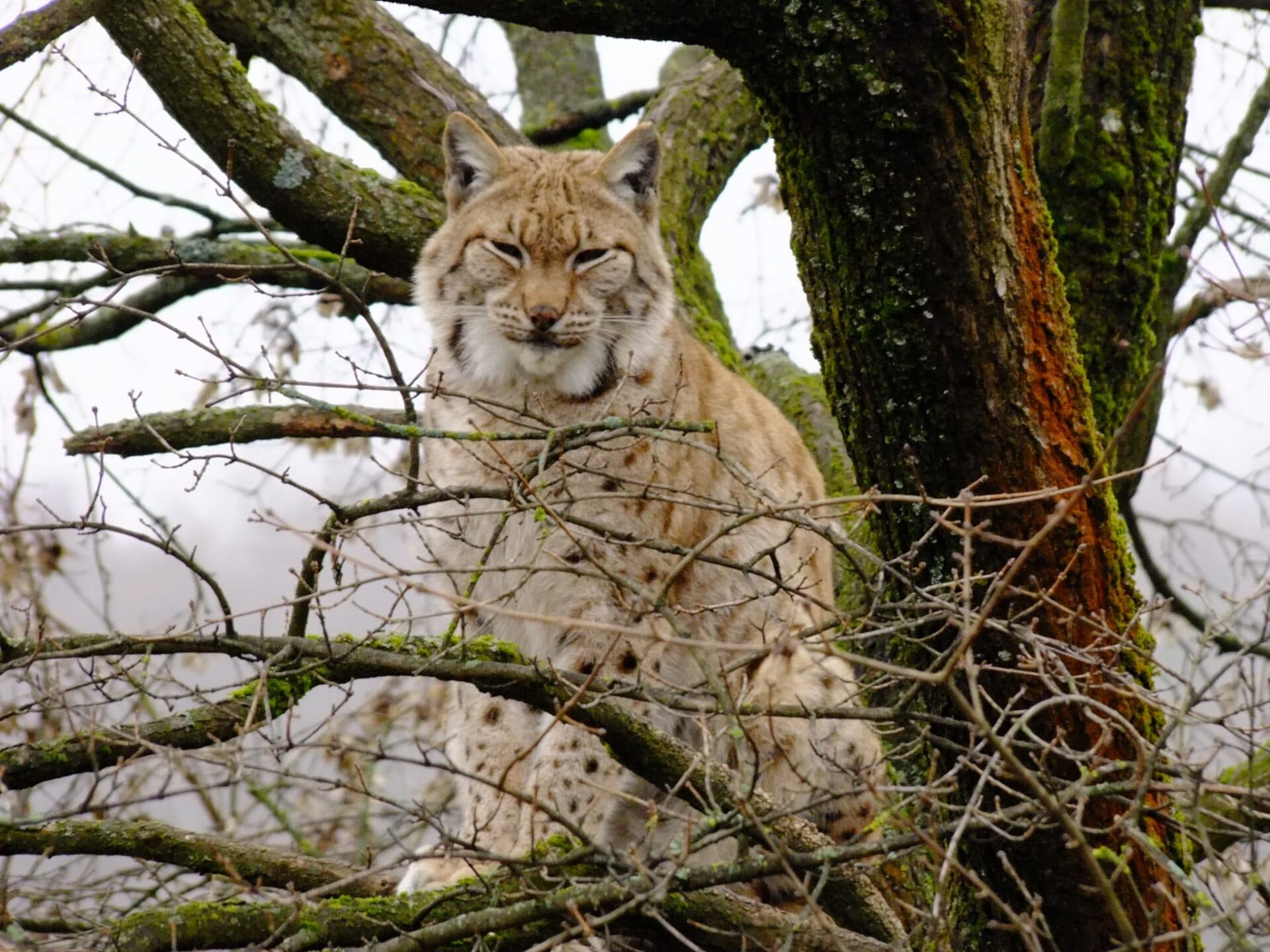 Zabavte sa s deťmi počas sviatkov v košickej ZOO