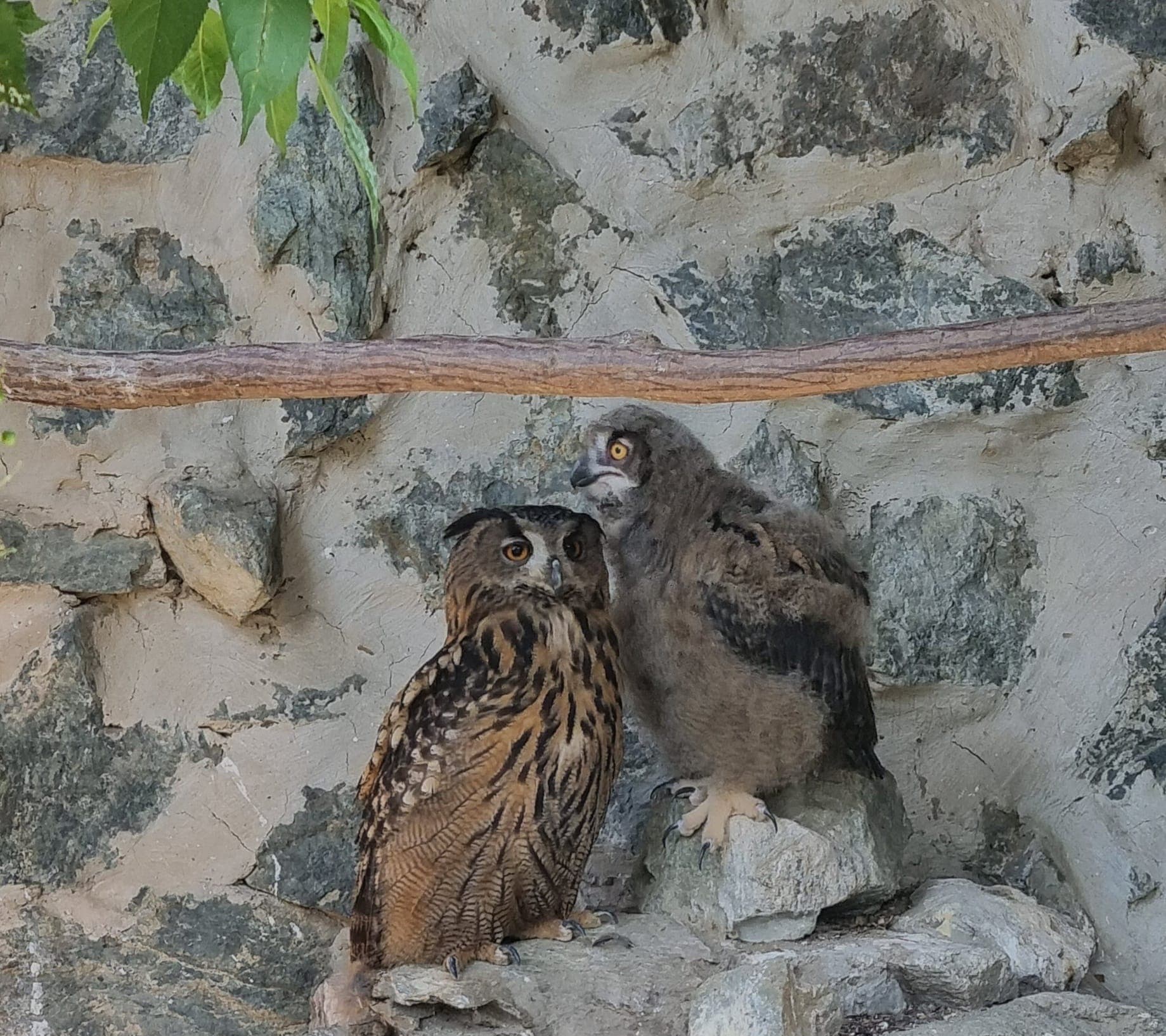 Nevídaný úspech v ZOO Košice: Po 35 rokoch sa narodilo mláďa výra skalného