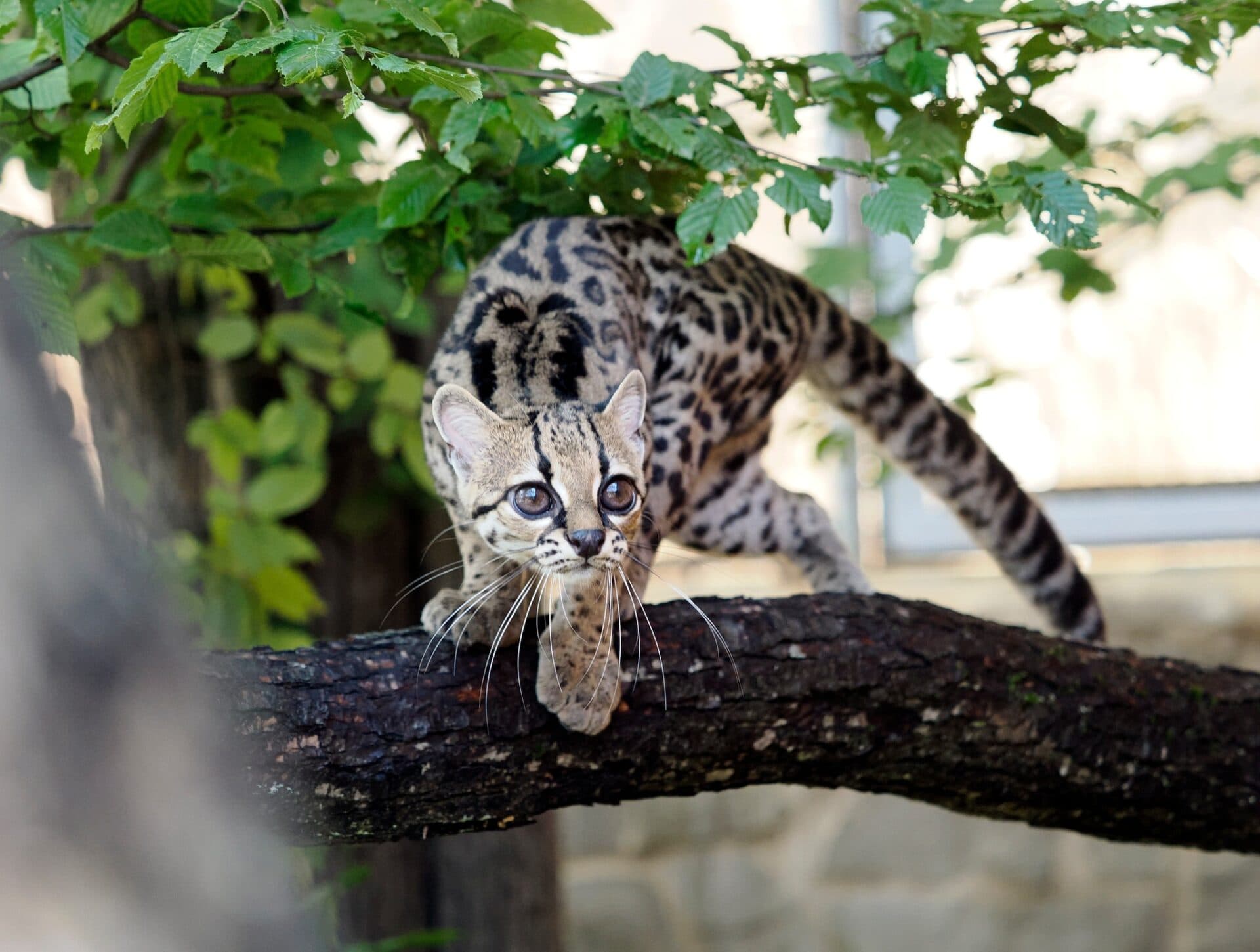 ZOO KOŠICE otvorila nový pavilón, náklady na stavbu prevýšili 300-tisíc eur