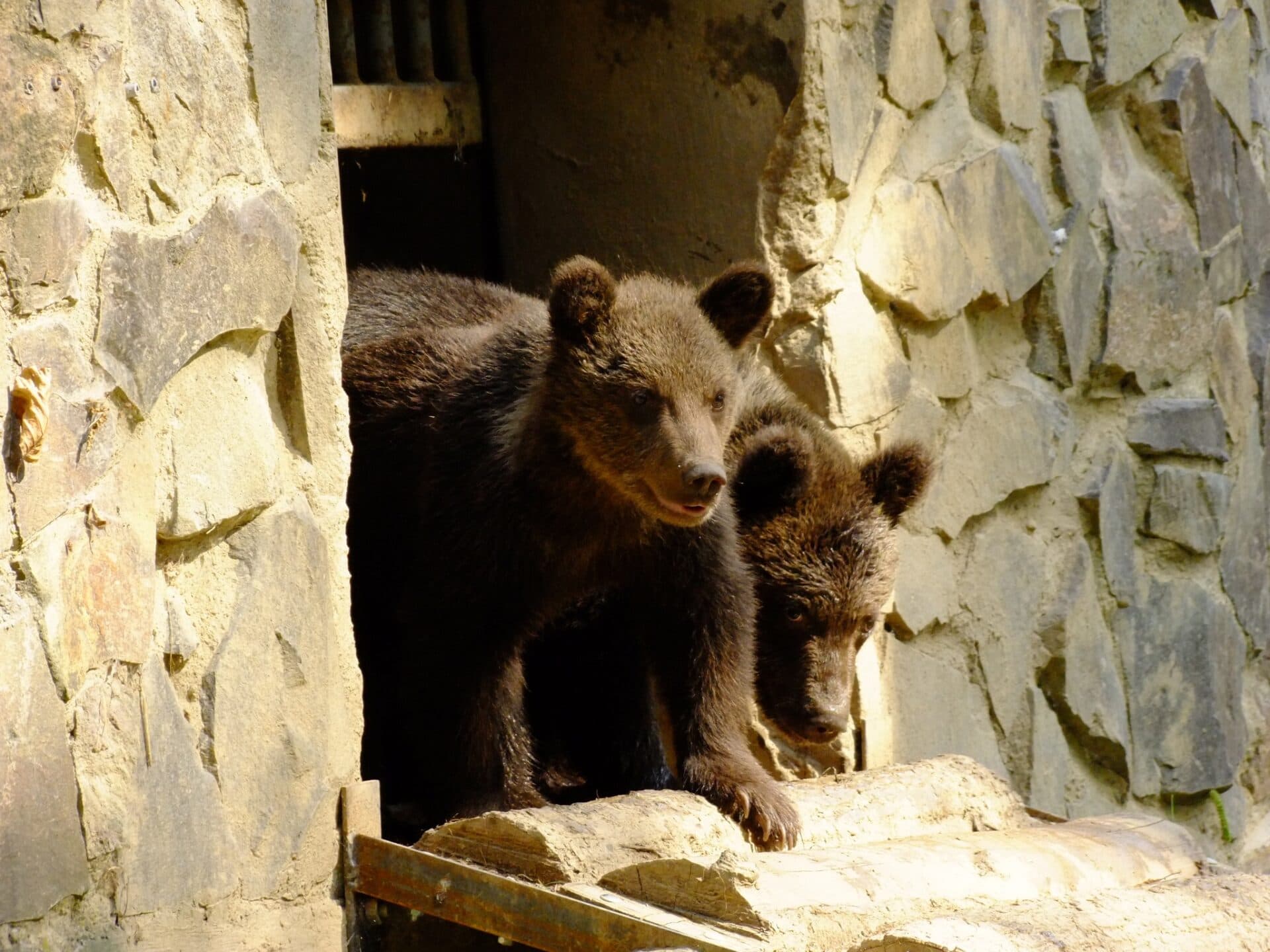 Medvedie siroty, odchytené v Tatrách, našli domov v košickej ZOO