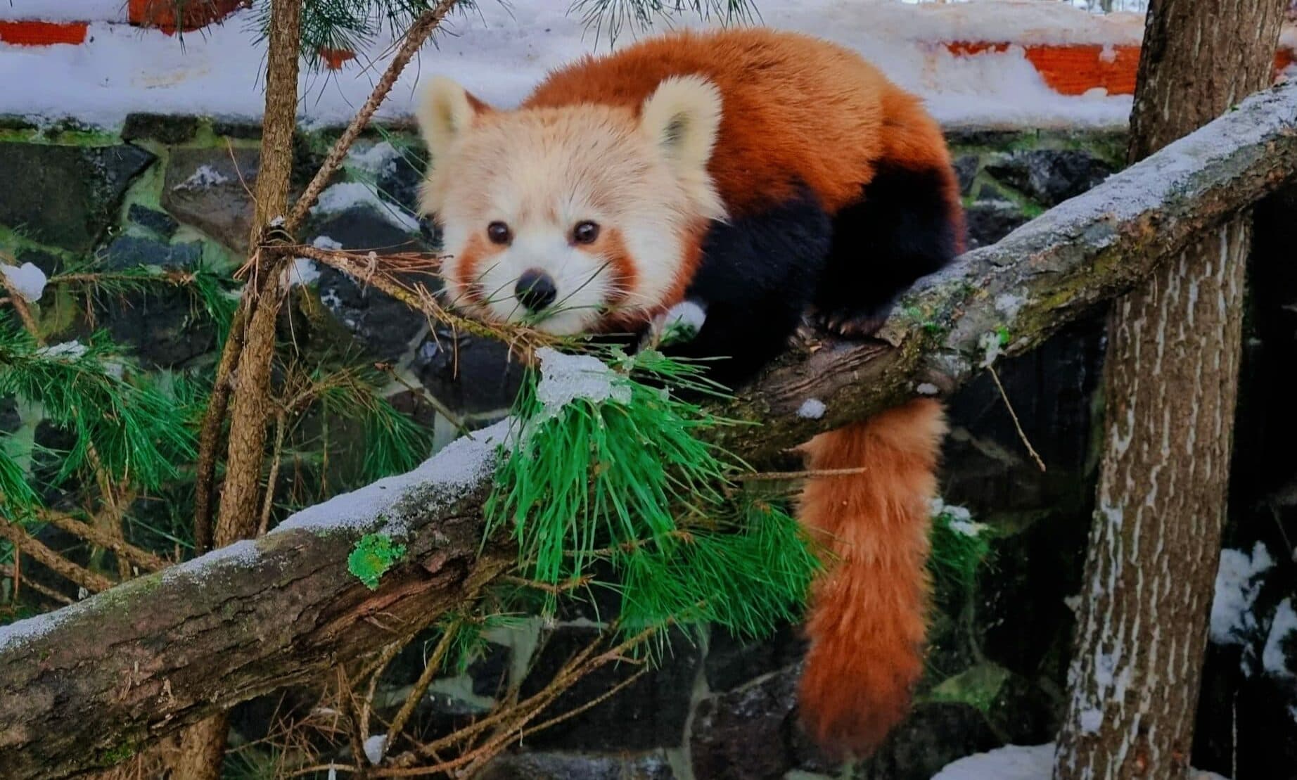 V košickej ZOO pribudlo nové zvieratko (FOTO)