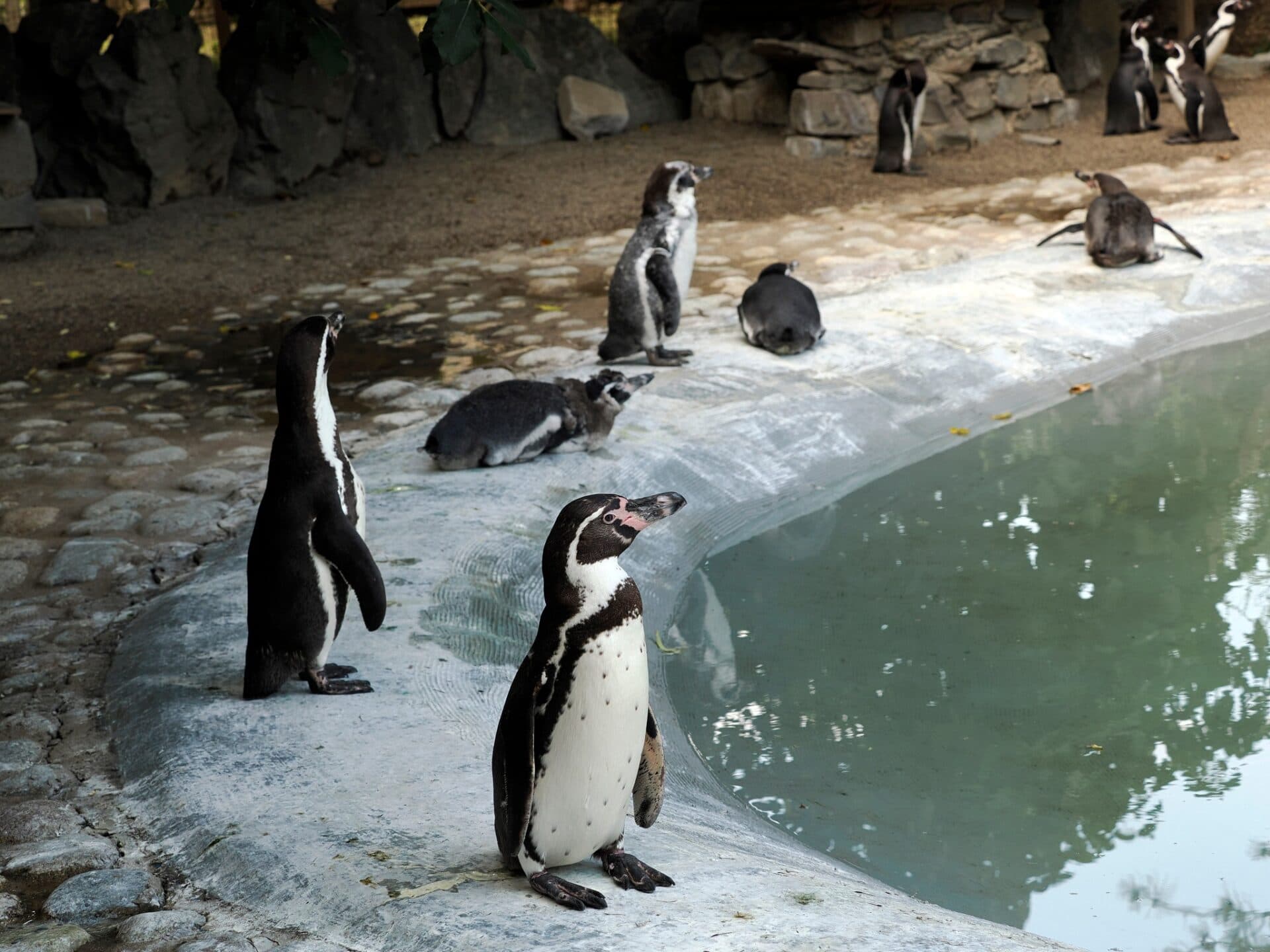 Košická ZOO odmeňuje školákov. Vstup získajú za symbolickú cenu