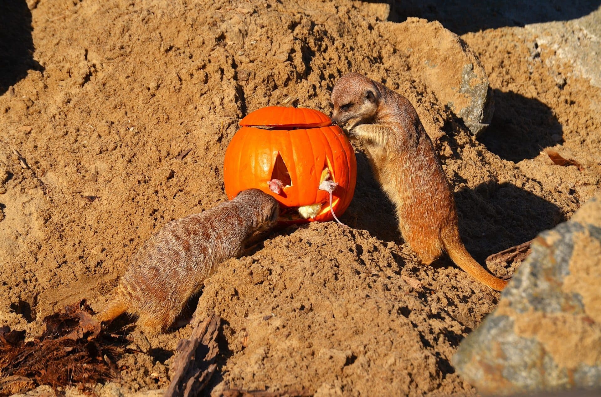 Tekvicový Halloween v Košickej ZOO (FOTO)