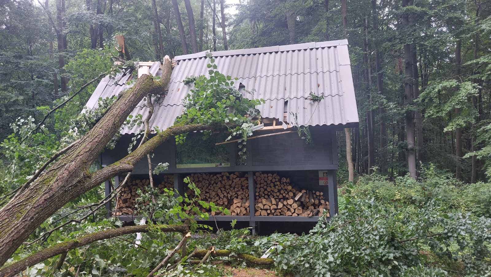 Mestské lesy Košice spúšťajú práce pri Kráľovej studni, útulňa sa zatvára