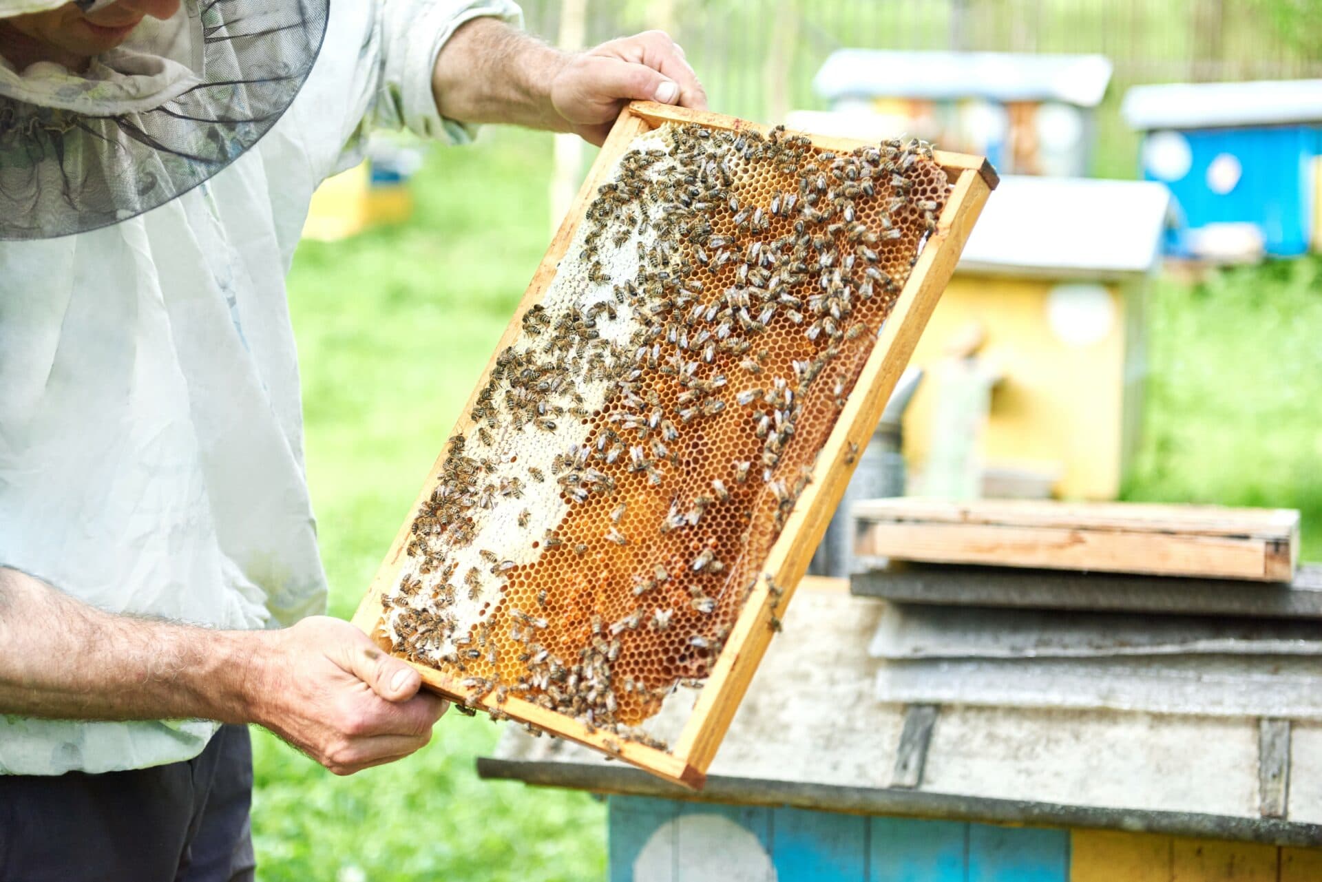 Návštevníci Botanickej záhrady UPJŠ v Košiciach si môžu do 2. novembra pozrieť výstavu Včelárstvo