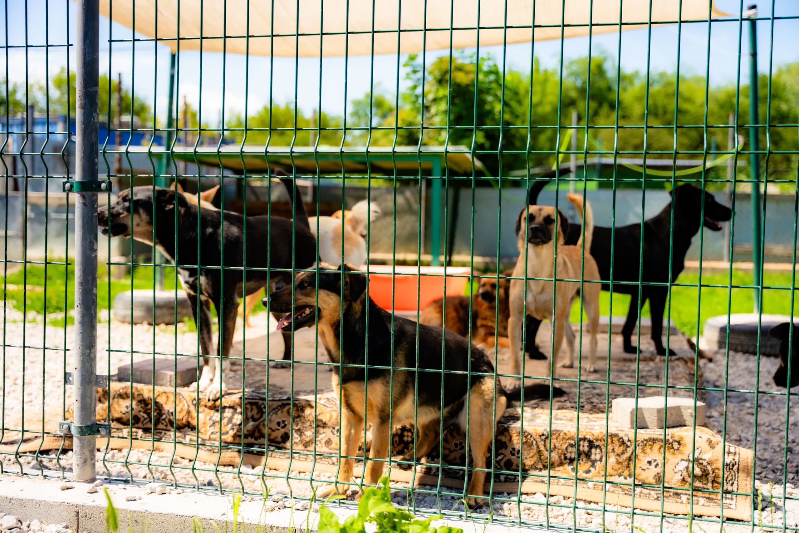 Fotografia k súvisiacemu článku V zbierke mesta obyvatelia vyzbierali vyše tonu potrieb pre psov a mačky