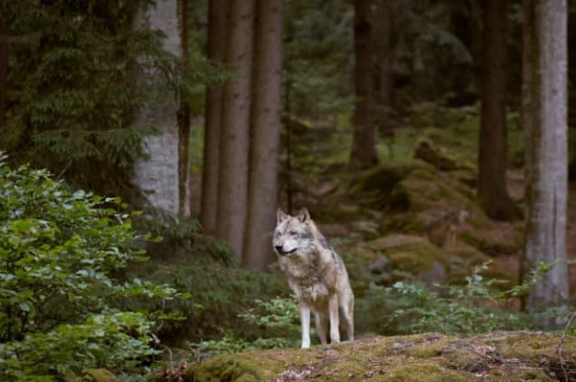 Slovensko si dnes pripomína Medzinárodný deň biodiverzity
