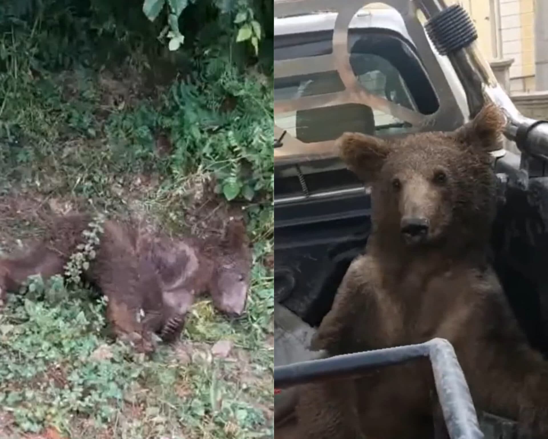 Medvedica javila po konzumácii medu príznaky halucinácie (VIDEO)