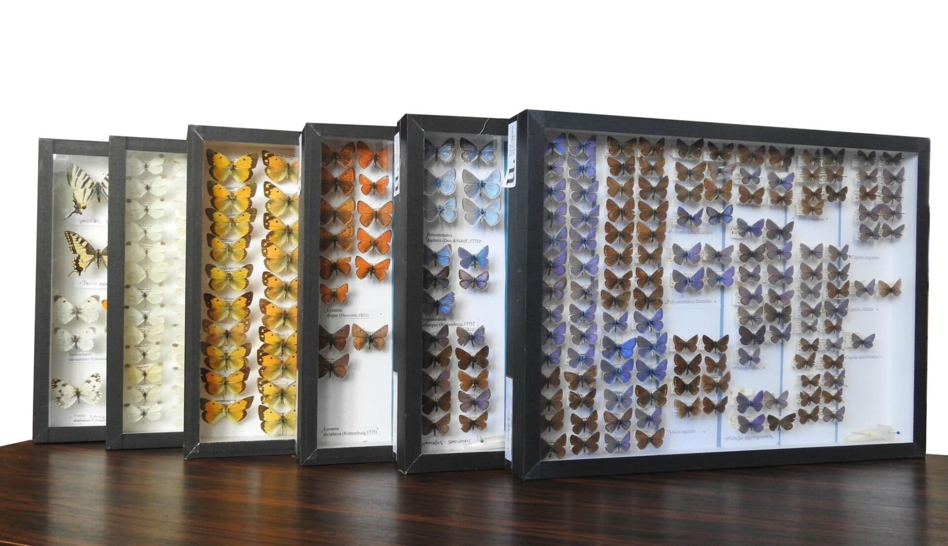 Východoslovenské múzeum v Košiciach získalo vďaka podpore FPU vzácnu entomologickú kolekciu (FOTO)