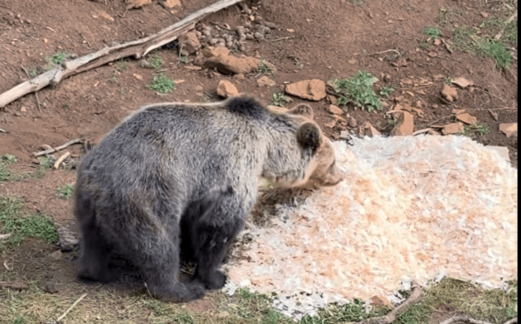 Fotografia k článku Medveď Artur z košickej zoo nájde nový domov, previezli ho do poľskej zoo
