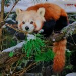 V košickej ZOO pribudlo nové zvieratko (FOTO)