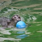 Veľkonočný program v ZOO Košice: Jedinečné kŕmenie surikát, tuleňov či torta pre medveďa