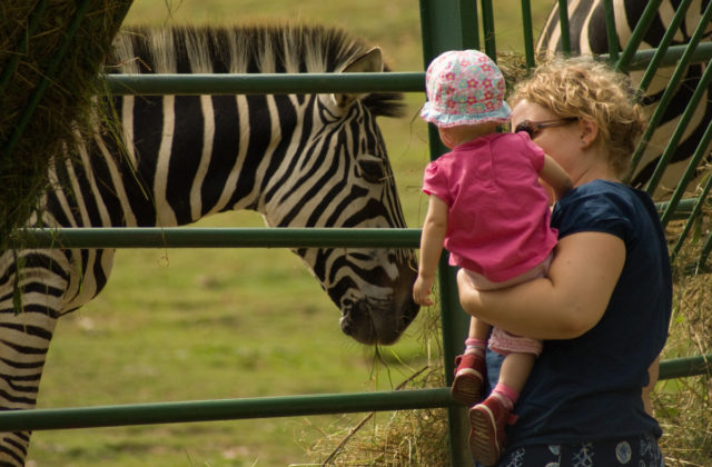 Zoologické záhrady trápi zlá finančná situácia, podporí ich benefičný online koncert