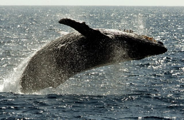 Veľryba si pomýlila potápača s potravou, lovec homárov skončil v jej tlame