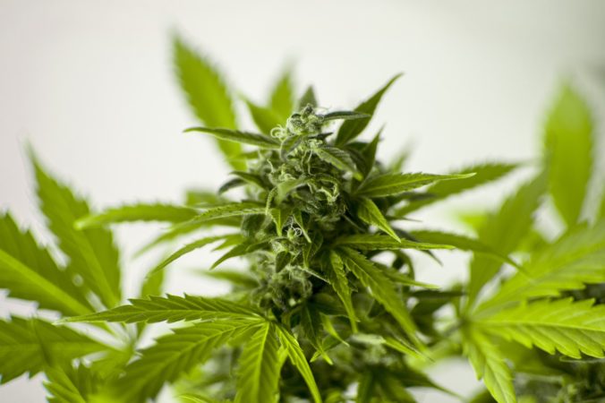 Tresty pre užívateľov marihuany sa od 1. mája zmiernia
