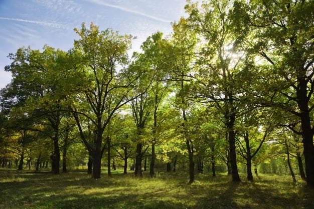 V Košiciach pribudne viac ako 400 stromov a 7-tisíc kríkov