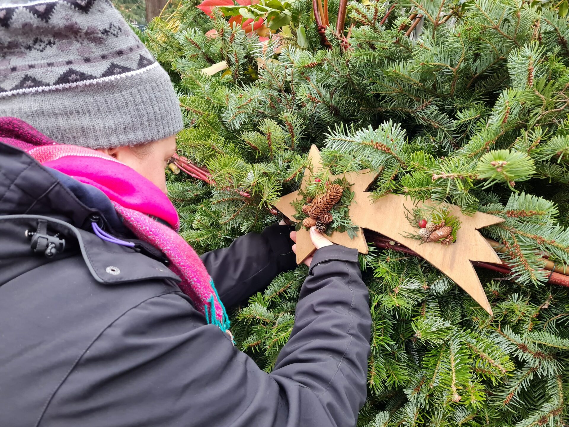 Správa mestskej zelene spúšťa prenájom vianočných stromčekov