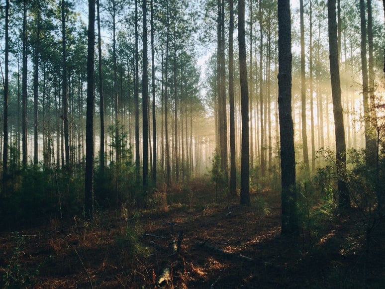 Vznikol nový štandard udržateľného využívania lesných zdrojov v SR