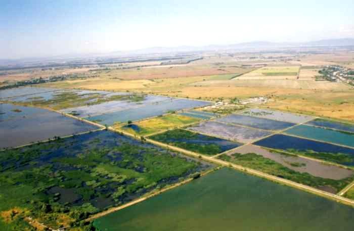 Ornitológovia začali v Poiplí a na Senianskych rybníkoch s obnovou významných mokradí