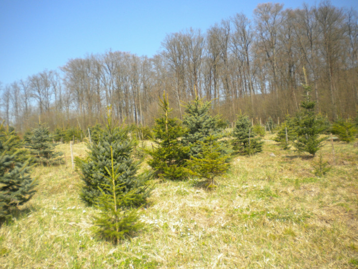 Mestské lesy začnú s predajom vianočných stromčekov už budúci týždeň