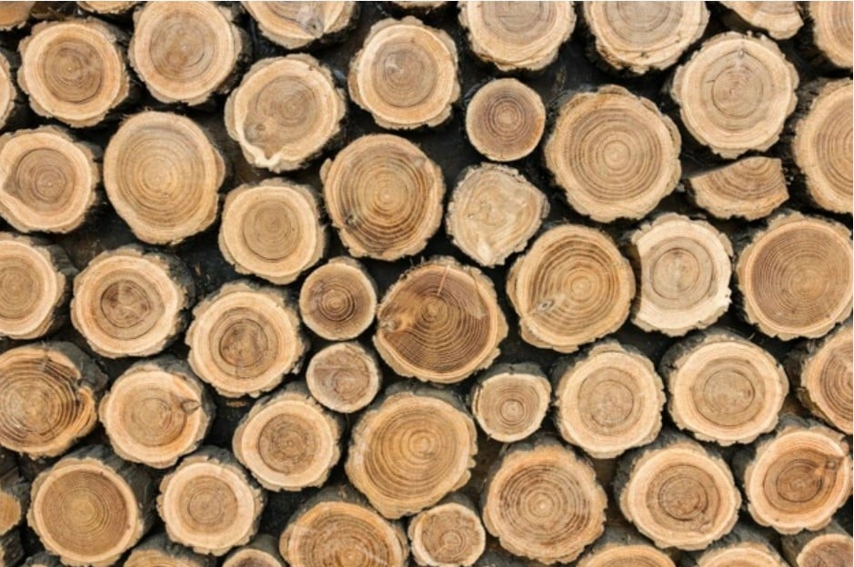 Štátny podnik plánuje cez elektronické aukcie dreva predať od 10 do 30 percent zdrojov dreva