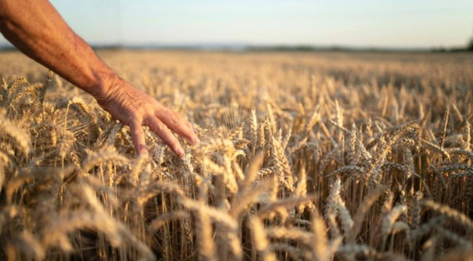 Extrémne sucho ničí úrodu, farmári avizujú pokles úrodnosti o viac ako polovicu