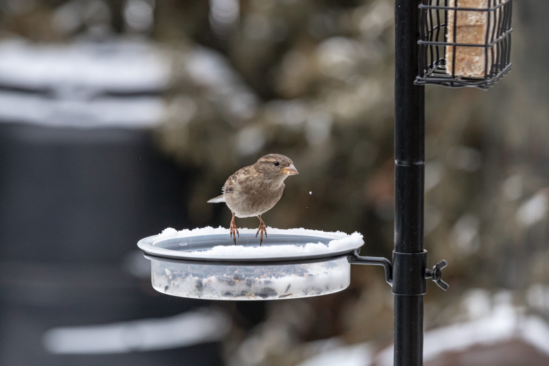 V zimnom období je potrebné prikrmovanie vtáctva