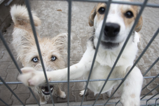 Organizácie starajúce sa o nechcené, túlavé a týrané zvieratá v meste si rozdelia 70-tisíc eur