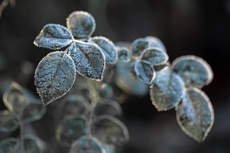 Ako ochrániť rastliny pred jarnými mrazmi?