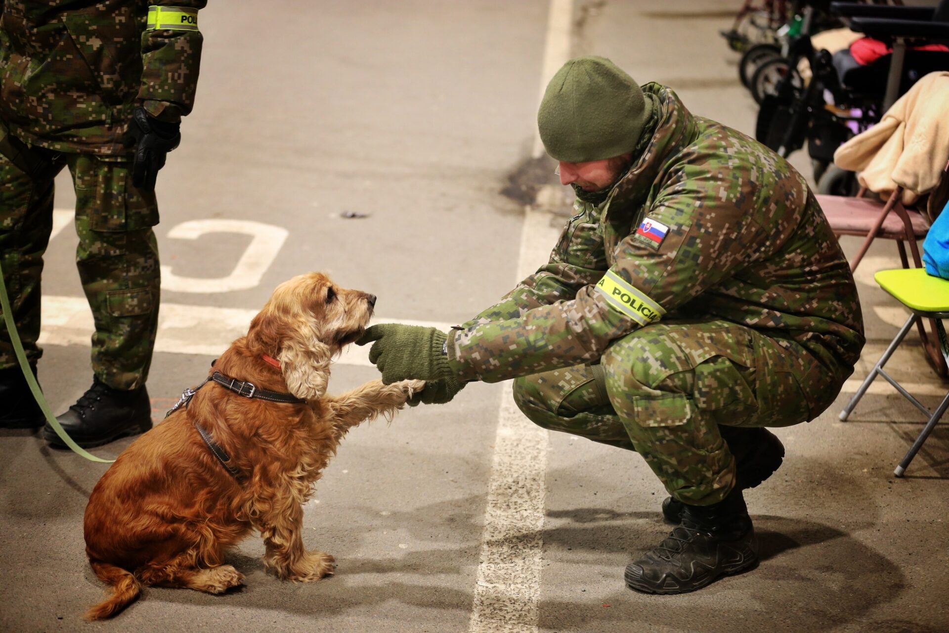 Tím zo Zvieracieho hotspotu poskytuje pomoc majiteľom zvierat na hraniciach s Ukrajinou