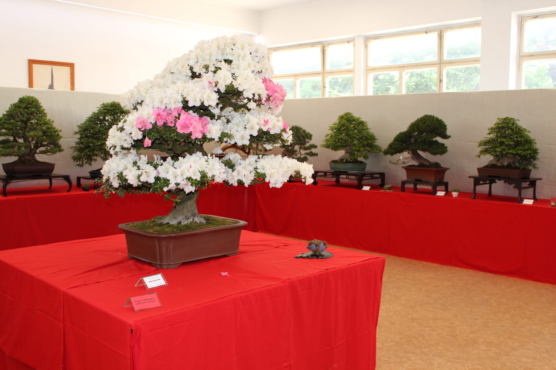 Na výstave bonsajov v Botanickej záhrade UPJŠ je viac ako 70 drevín