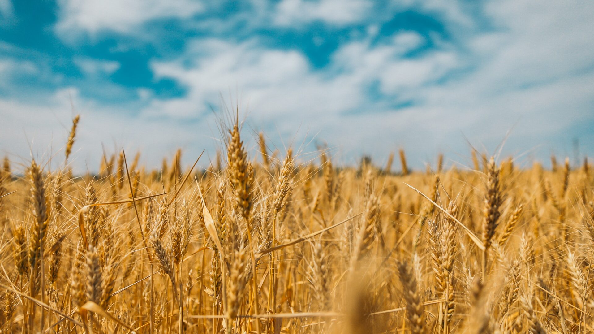 Únia vyčlení veľké sumy na dodávky obilia z Ukrajiny do najchudobnejších krajín sveta